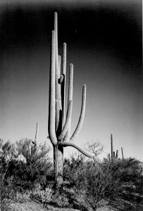 aan01 In Saguaro National Monument